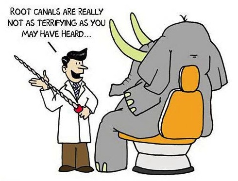 root-canals