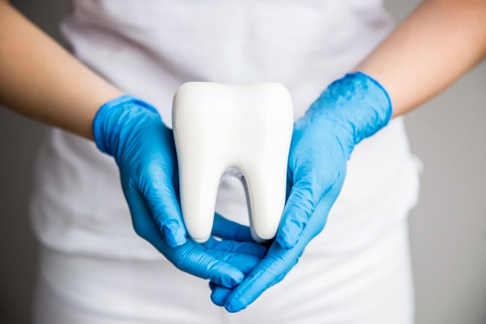 Tooth model